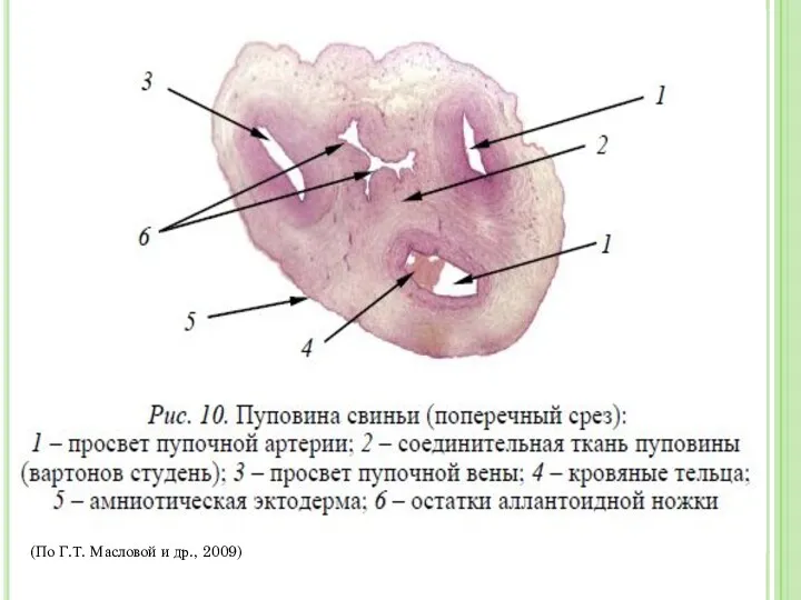 (По Г.Т. Масловой и др., 2009)