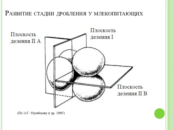 Развитие стадии дробления у млекопитающих (По Э.Г. Улумбекову и др. 1997)