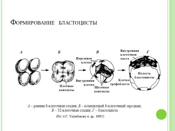 Формирование бластоцисты (По Э.Г. Улумбекову и др. 1997)