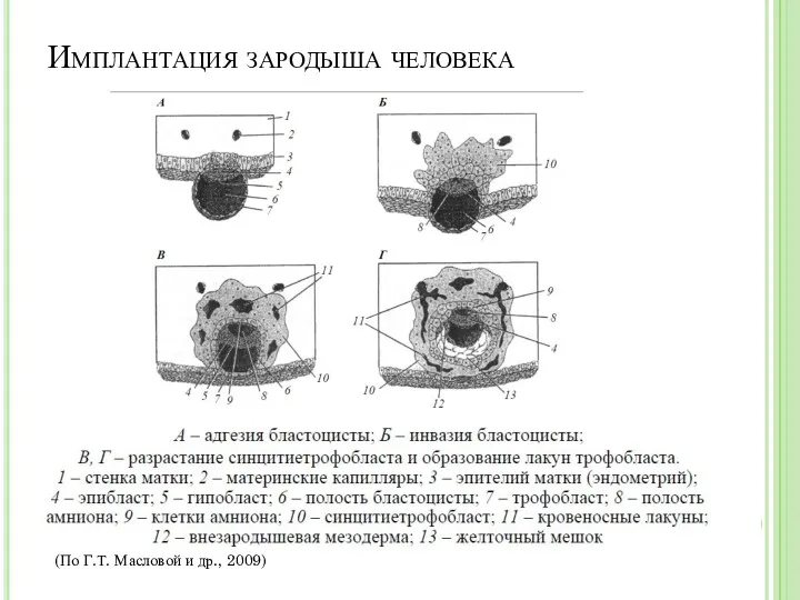 Имплантация зародыша человека (По Г.Т. Масловой и др., 2009)