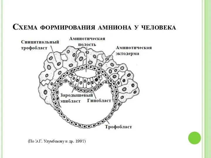 Схема формирования амниона у человека (По Э.Г. Улумбекову и др. 1997)
