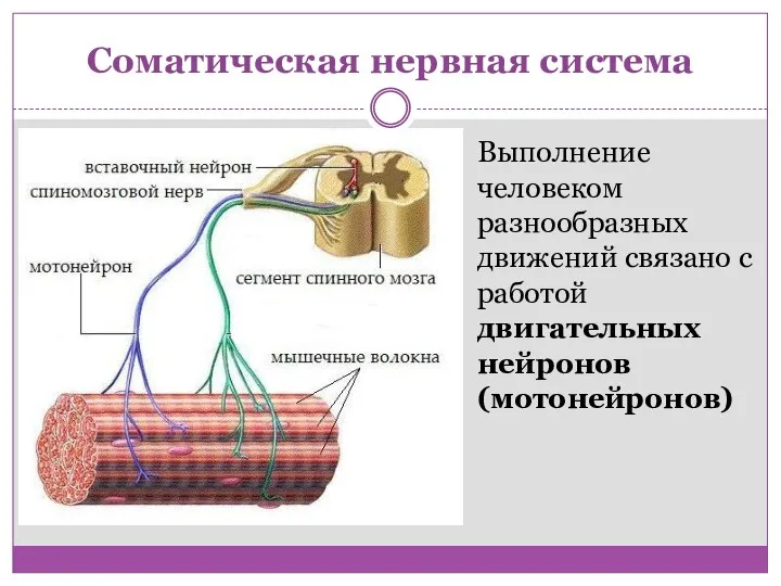 Соматическая нервная система Выполнение человеком разнообразных движений связано с работой двигательных нейронов (мотонейронов)