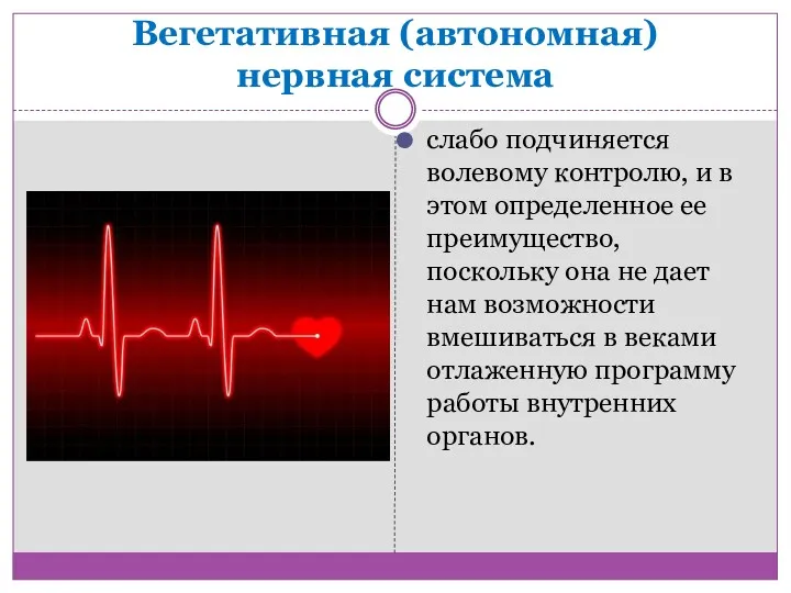 Вегетативная (автономная) нервная система слабо подчиняется волевому контролю, и в