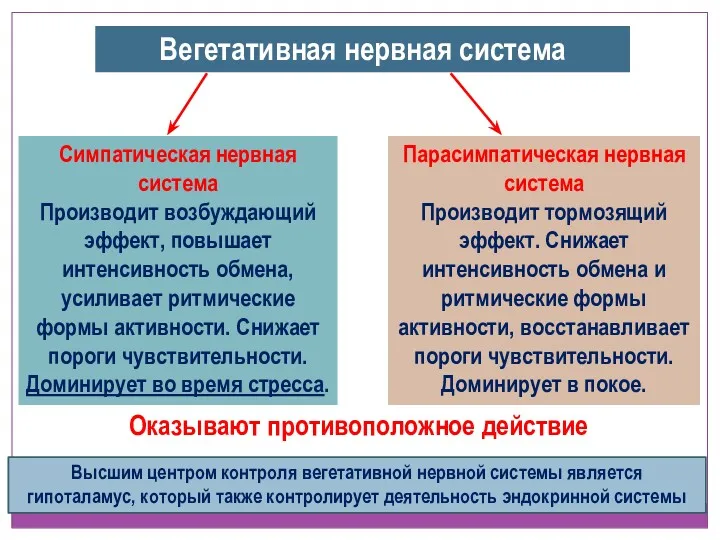 Вегетативная нервная система Оказывают противоположное действие Симпатическая нервная система Производит