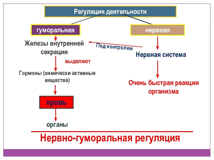 Регуляция деятельности гуморальная нервная Железы внутренней секреции выделяют Гормоны (химически