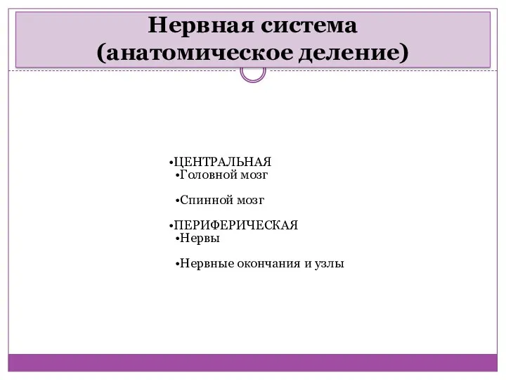 Нервная система (анатомическое деление) ЦЕНТРАЛЬНАЯ Головной мозг Спинной мозг ПЕРИФЕРИЧЕСКАЯ Нервы Нервные окончания и узлы