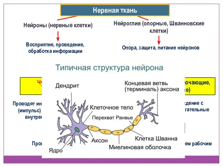 Проводят информацию об ощущении (импульс) от поверхности тела и внутренних