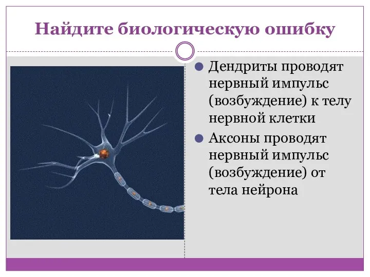 Найдите биологическую ошибку Дендриты проводят нервный импульс (возбуждение) к телу