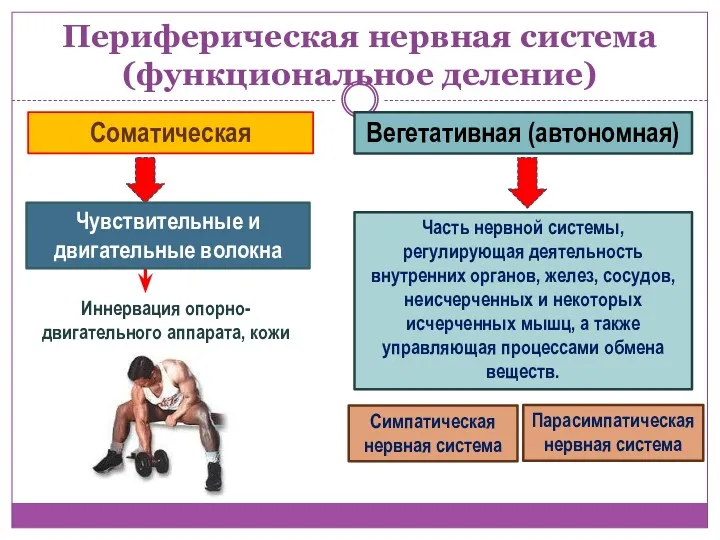 Периферическая нервная система (функциональное деление) Соматическая Вегетативная (автономная) Чувствительные и