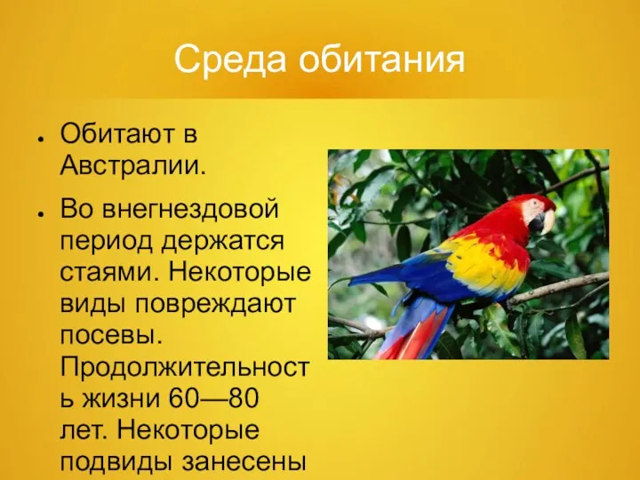 Среда обитания Обитают в Австралии. Во внегнездовой период держатся стаями.