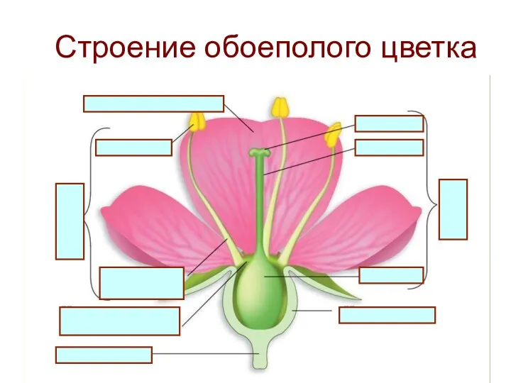 Строение обоеполого цветка