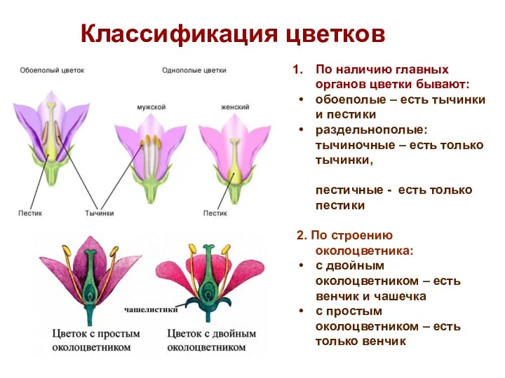 Классификация цветков По наличию главных органов цветки бывают: обоеполые –