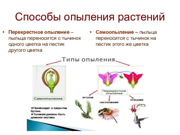 Способы опыления растений Перекрестное опыление – пыльца переносится с тычинок