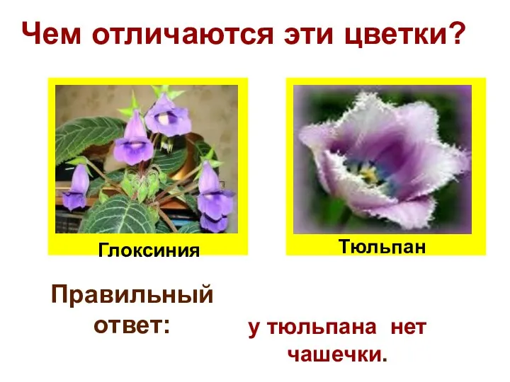 Чем отличаются эти цветки? Глоксиния Тюльпан Правильный ответ: у тюльпана нет чашечки.