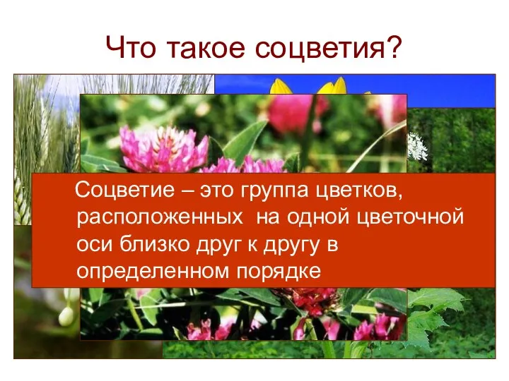 Что такое соцветия? Соцветие – это группа цветков, расположенных на