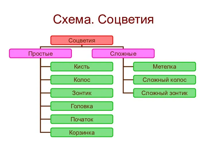 Схема. Соцветия