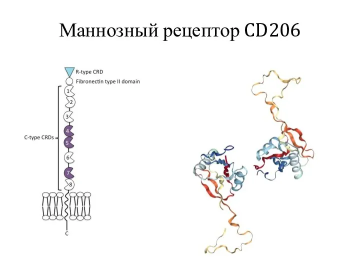Маннозный рецептор CD206