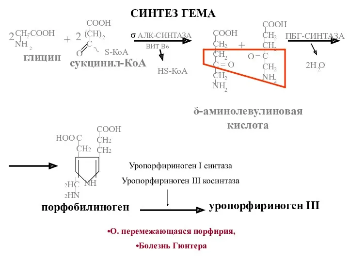 СИНТЕЗ ГЕМА уропорфириноген III Уропорфириноген I синтаза Уропорфириноген III косинтаза О. перемежающаяся порфирия, Болезнь Гюнтера