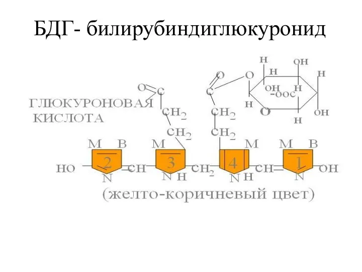 БДГ- билирубиндиглюкуронид