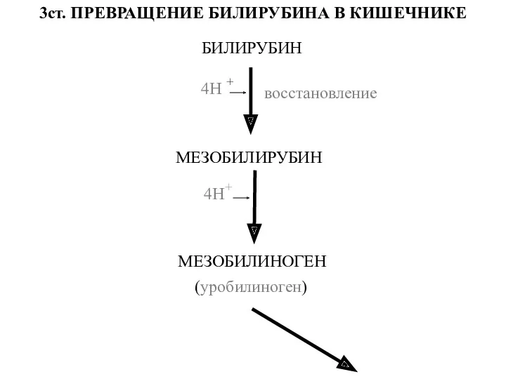 3ст. ПРЕВРАЩЕНИЕ БИЛИРУБИНА В КИШЕЧНИКЕ БИЛИРУБИН МЕЗОБИЛИРУБИН