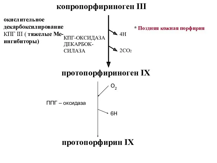 копропорфириноген III окислительное декарбоксилирование КПГ III ( тяжелые Ме- ингибиторы)