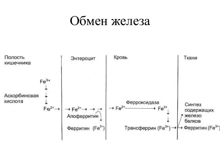 Обмен железа