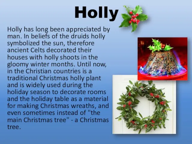 Holly Holly has long been appreciated by man. In beliefs of the druids