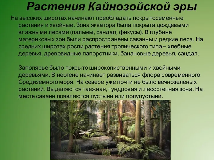 Растения Кайнозойской эры На высоких широтах начинают преобладать покрытосеменные растения