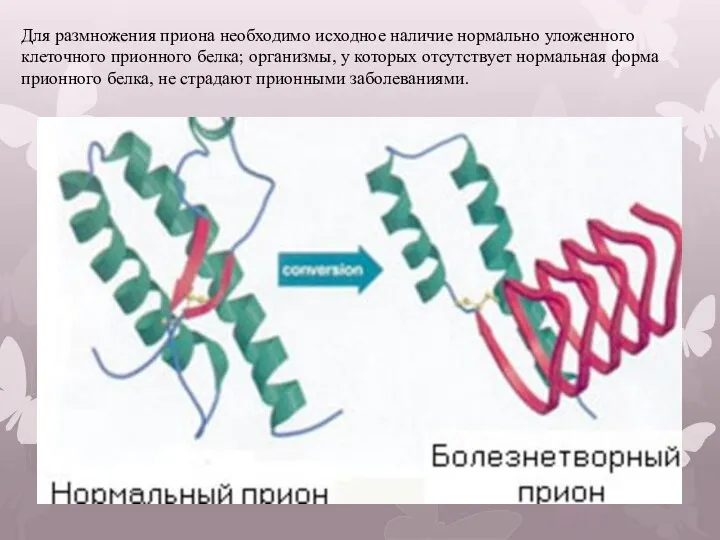 Для размножения приона необходимо исходное наличие нормально уложенного клеточного прионного