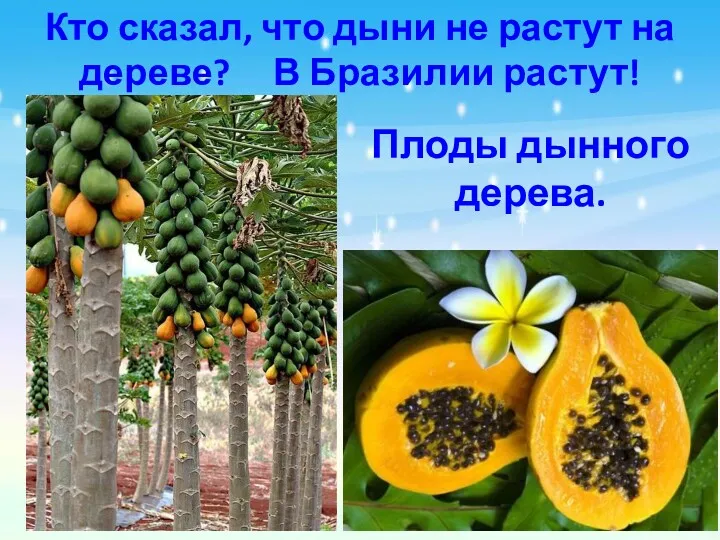 Кто сказал, что дыни не растут на дереве? В Бразилии растут! Плоды дынного дерева.