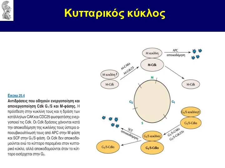 Κυτταρικός κύκλος