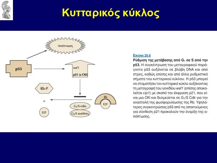 Κυτταρικός κύκλος