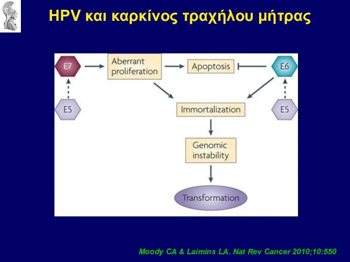 HPV και καρκίνος τραχήλου μήτρας Moody CA & Laimins LA. Nat Rev Cancer 2010;10:550