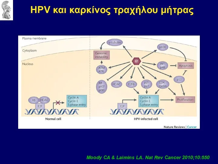HPV και καρκίνος τραχήλου μήτρας Moody CA & Laimins LA. Nat Rev Cancer 2010;10:550