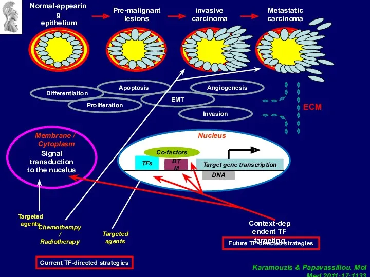 Nucleus ECM TFs BTM Co-factors Target gene transcription Signal transduction