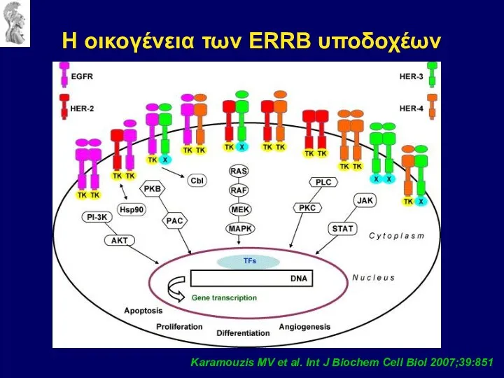 Karamouzis MV et al. Int J Biochem Cell Biol 2007;39:851 Η οικογένεια των ERRB υποδοχέων