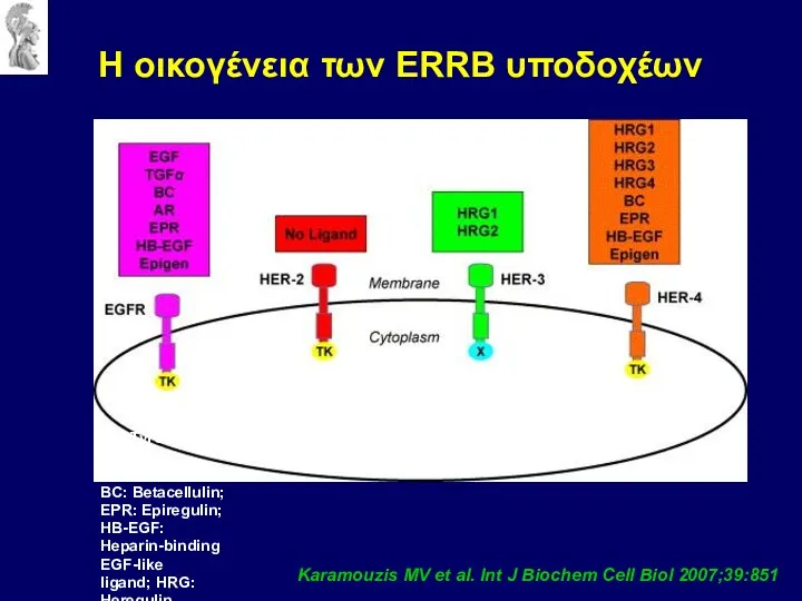 Karamouzis MV et al. Int J Biochem Cell Biol 2007;39:851