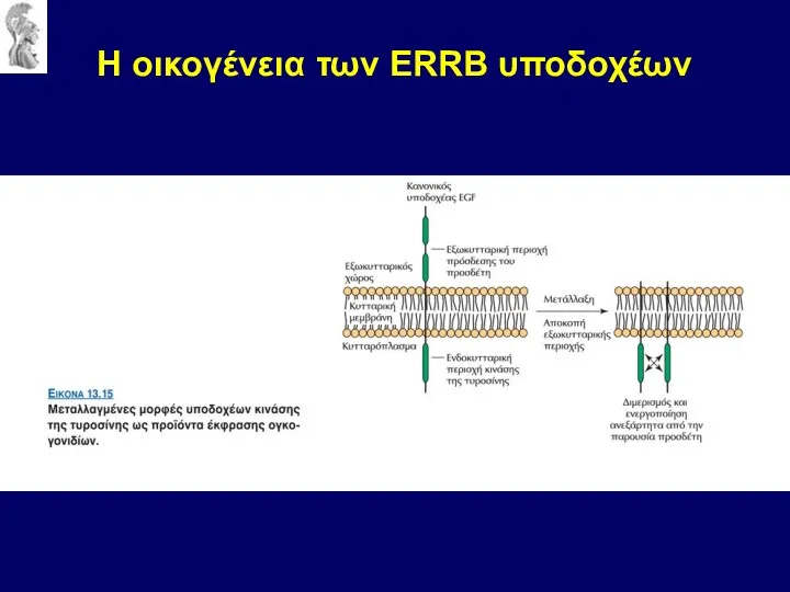 Η οικογένεια των ERRB υποδοχέων