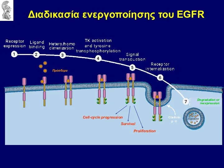 Διαδικασία ενεργοποίησης του EGFR Survival Proliferation Cell-cycle progression Πρόσδεμα Degradation or reexpression