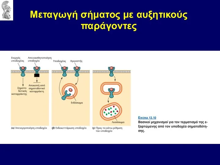 Μεταγωγή σήματος με αυξητικούς παράγοντες