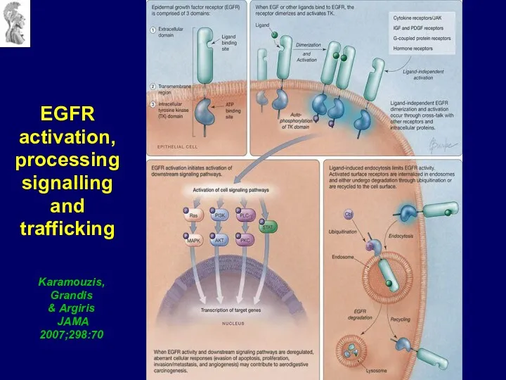 Karamouzis, Grandis & Argiris JAMA 2007;298:70 EGFR activation, processing signalling and trafficking