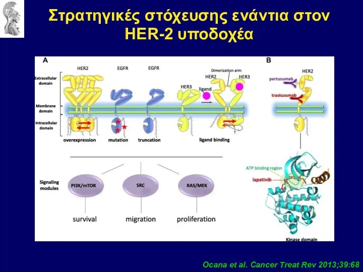 Ocana et al. Cancer Treat Rev 2013;39:68 Στρατηγικές στόχευσης ενάντια στον HER-2 υποδοχέα