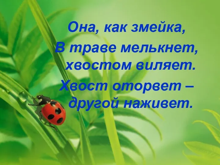 Она, как змейка, В траве мелькнет, хвостом виляет. Хвост оторвет – другой наживет.