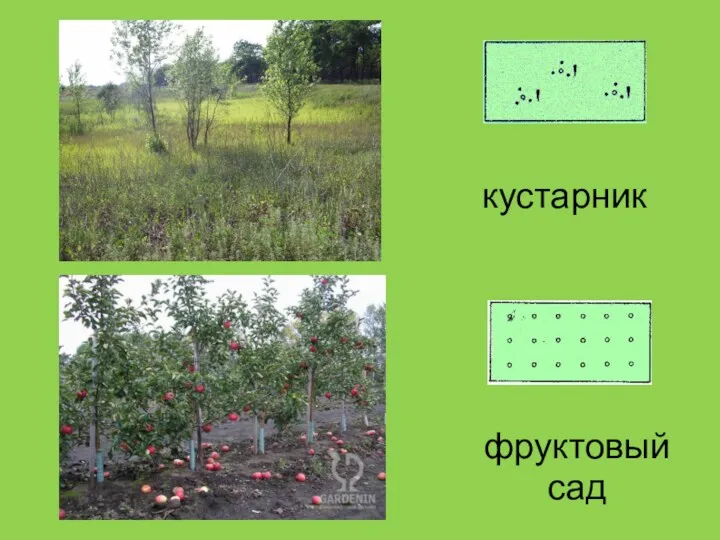 кустарник фруктовый сад