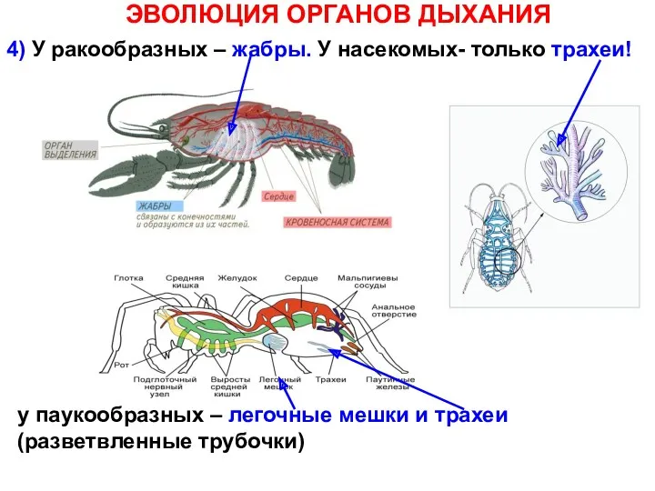 ЭВОЛЮЦИЯ ОРГАНОВ ДЫХАНИЯ 4) У ракообразных – жабры. У насекомых-