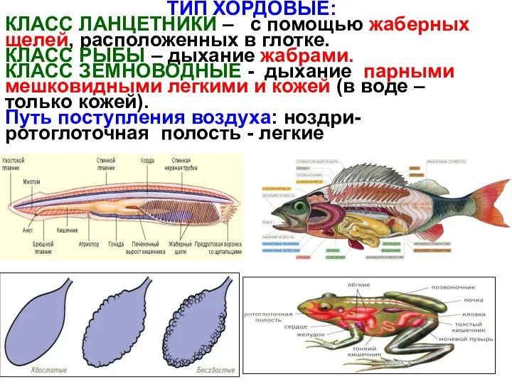 ТИП ХОРДОВЫЕ: КЛАСС ЛАНЦЕТНИКИ – с помощью жаберных щелей, расположенных