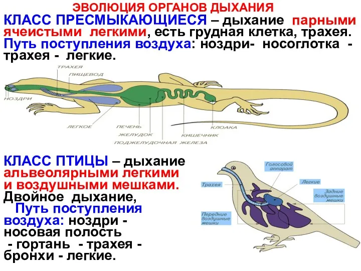 ЭВОЛЮЦИЯ ОРГАНОВ ДЫХАНИЯ КЛАСС ПРЕСМЫКАЮЩИЕСЯ – дыхание парными ячеистыми легкими,