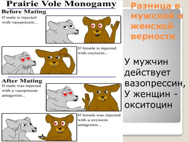 Разница в мужской и женской верности У мужчин действует вазопрессин, У женщин - окситоцин