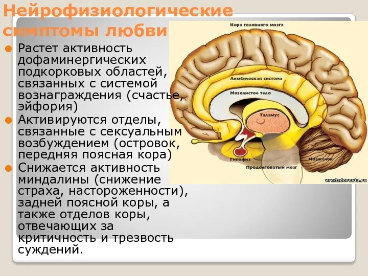 Нейрофизиологические симптомы любви Растет активность дофаминергических подкорковых областей, связанных с