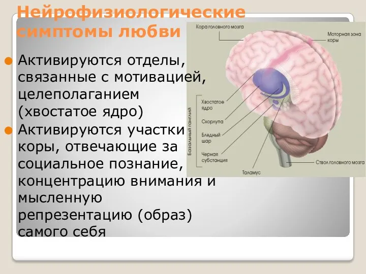 Нейрофизиологические симптомы любви Активируются отделы, связанные с мотивацией, целеполаганием (хвостатое